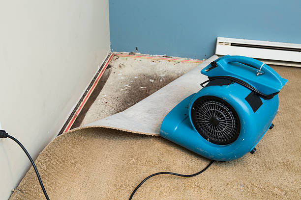 Best Water damage contractors near me  in Somers, MT